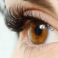 D Curl Classic Lash Case
